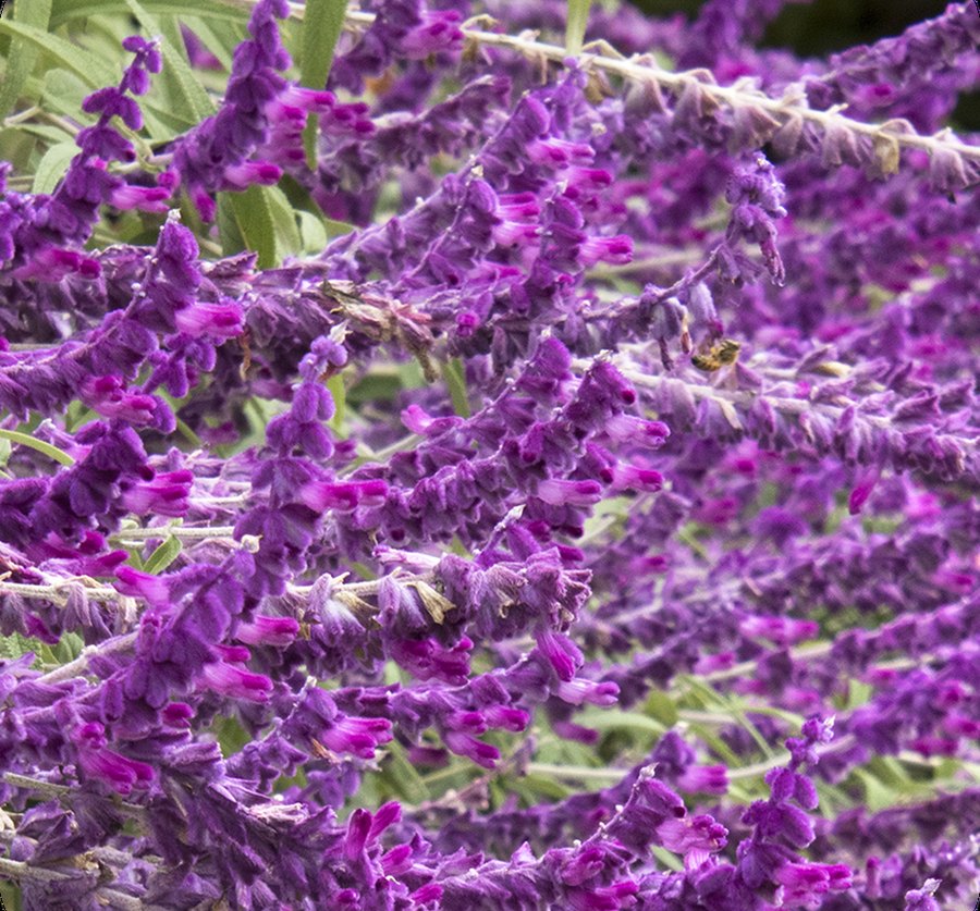 Perennial Salvia and Salvia farinacea