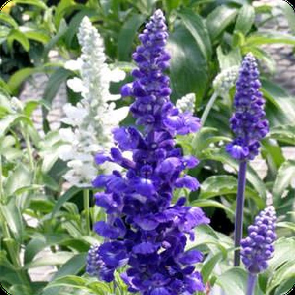 Rhea Salvia farinacea