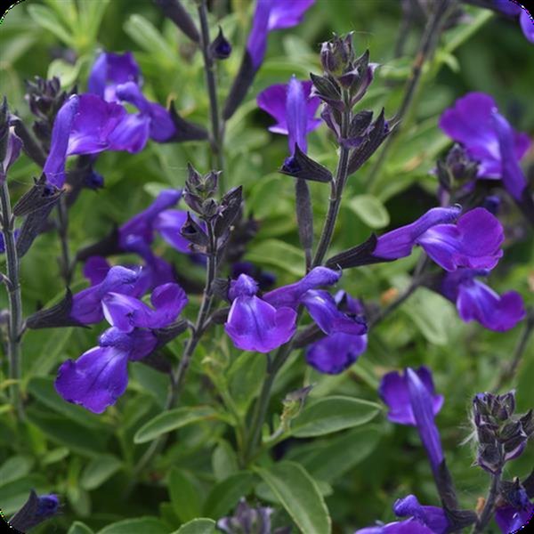 Salvia greggii and Salvia nemorosa