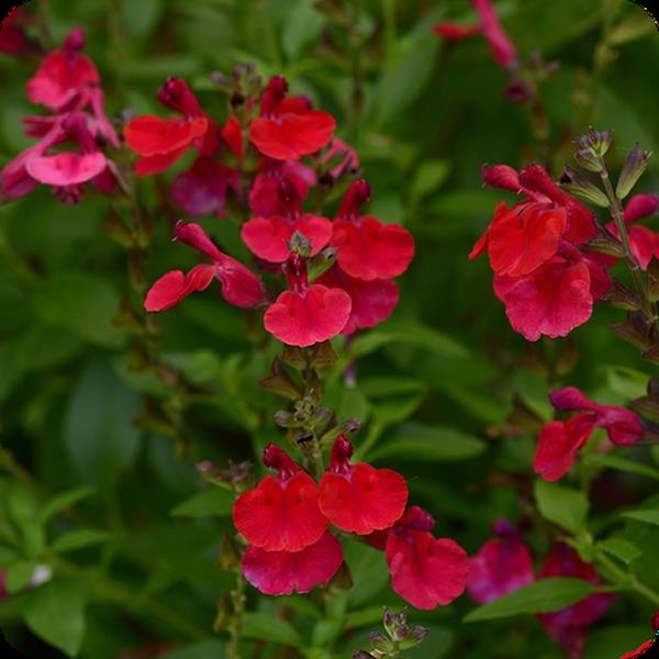 Salvia greggii and Salvia nemorosa