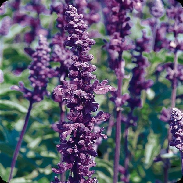 Evolution Violet Salvia nemorosa