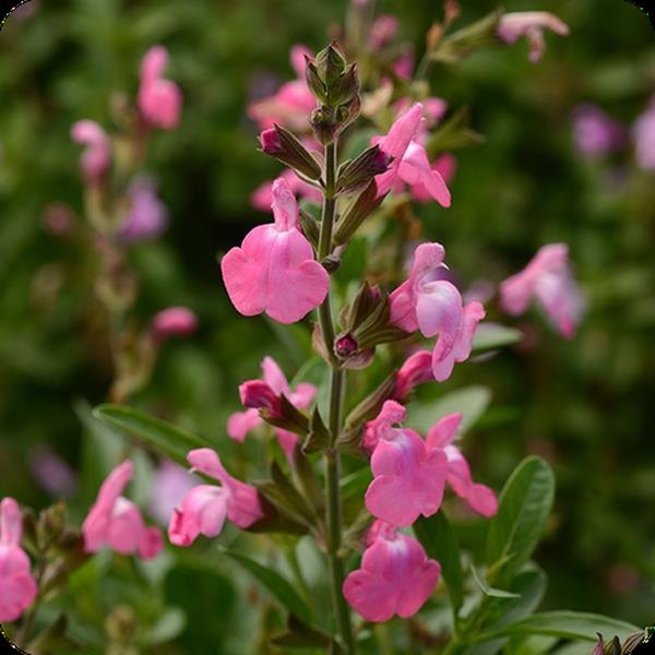 Pink Mirage Salvia greggii