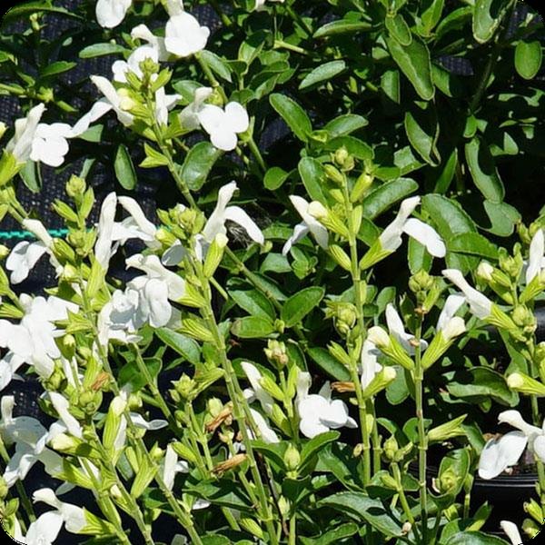 White Mirage Salvia greggii