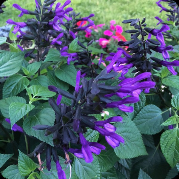 Bodacious Rhythm and Blues Salvia guaranitica