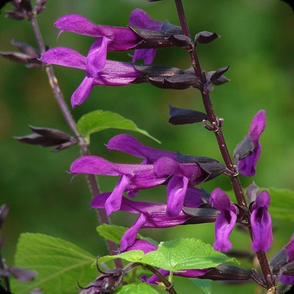 Bodacious Smokey Jazz Salvia guaranitica