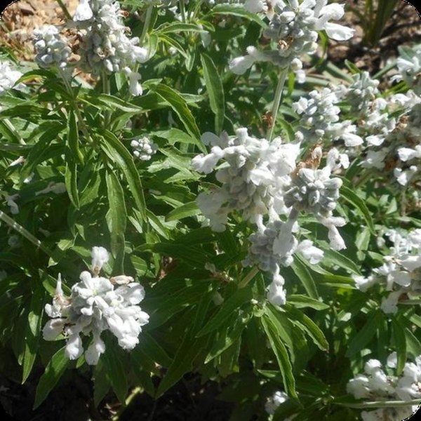 Salvia nemorosa and Salvia guaranitica