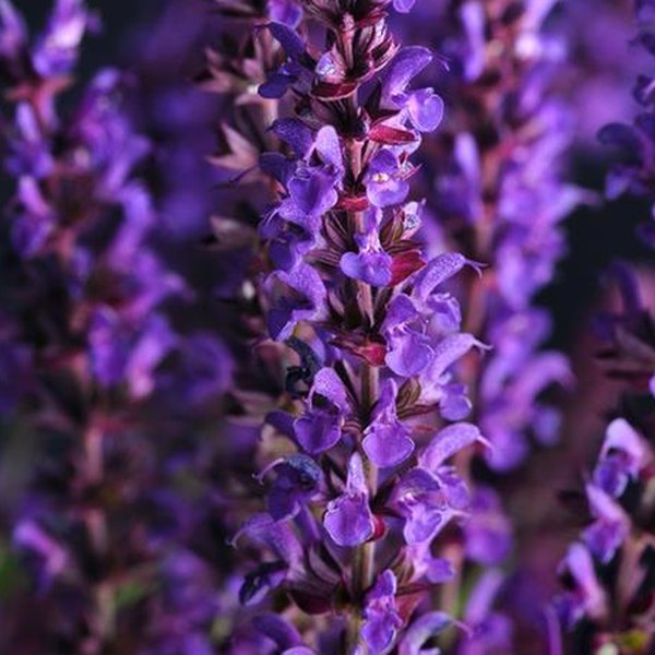 Salvia nemorosa and Salvia guaranitica