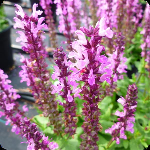 Lyrical Rose Salvia nemorosa