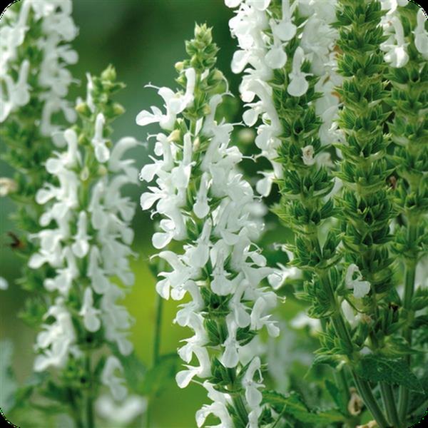 Lyrical White Salvia nemorosa