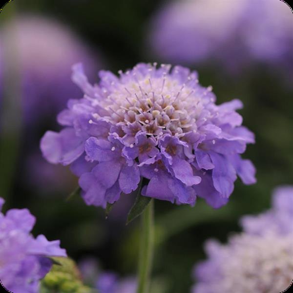 Scabiosa and Sedum