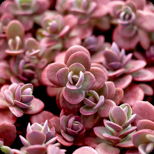 Firecracker SunSparkler Sedum