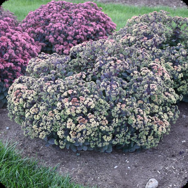Night Light Sedum