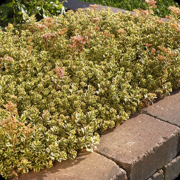 What A Doozie Sedum