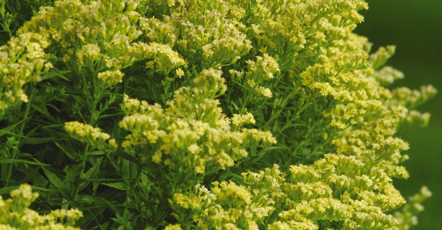 Setcreasea, Solidago, and Stachys