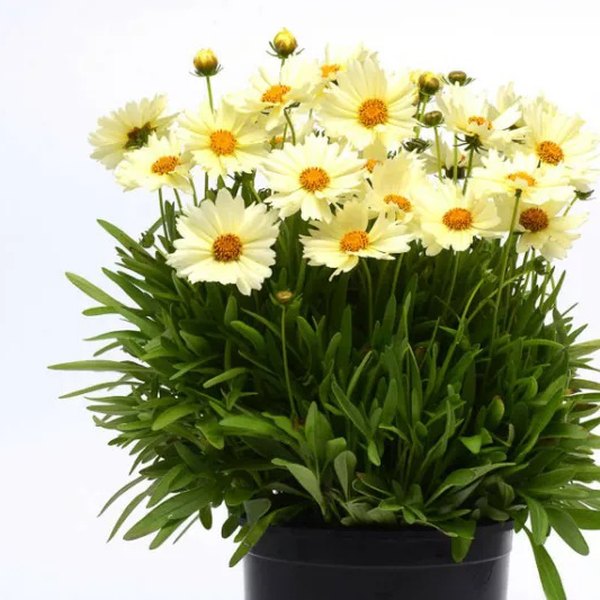 UpTick Coreopsis