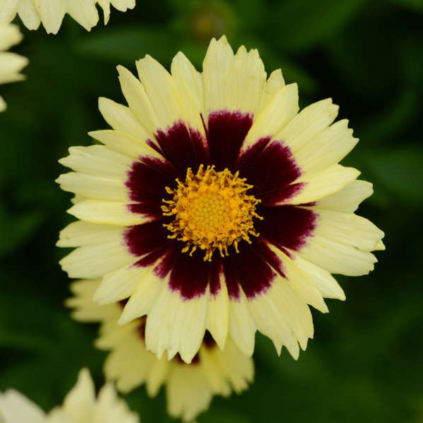 Cream Red UpTick Coreopsis
