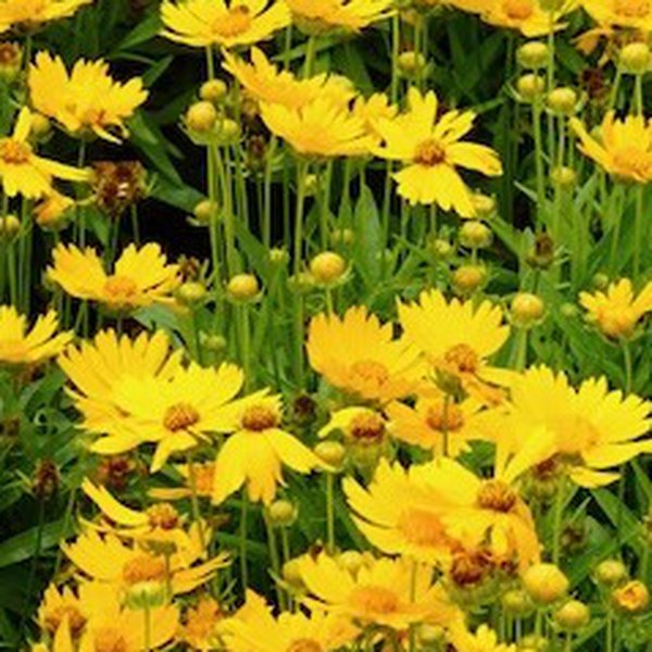 Gold UpTick Coreopsis