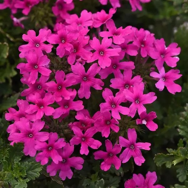 Verbena