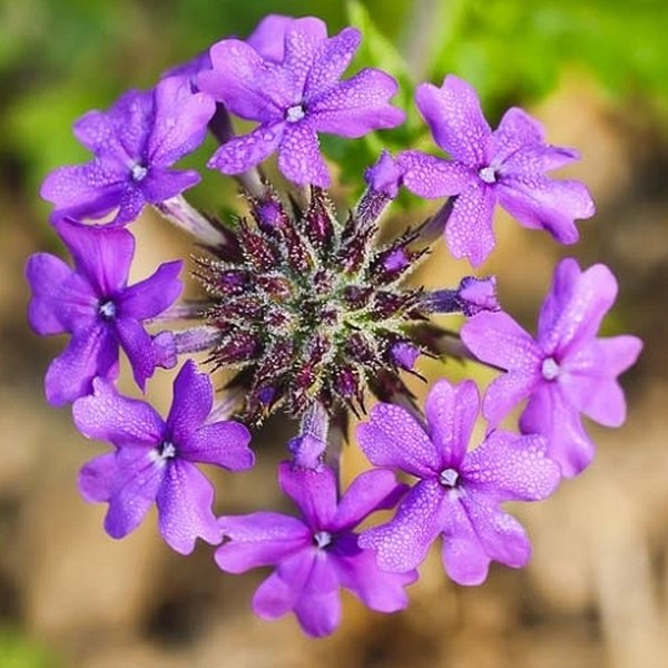 Homestead Purple Verbena