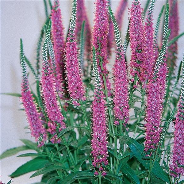 Red Fox Veronica