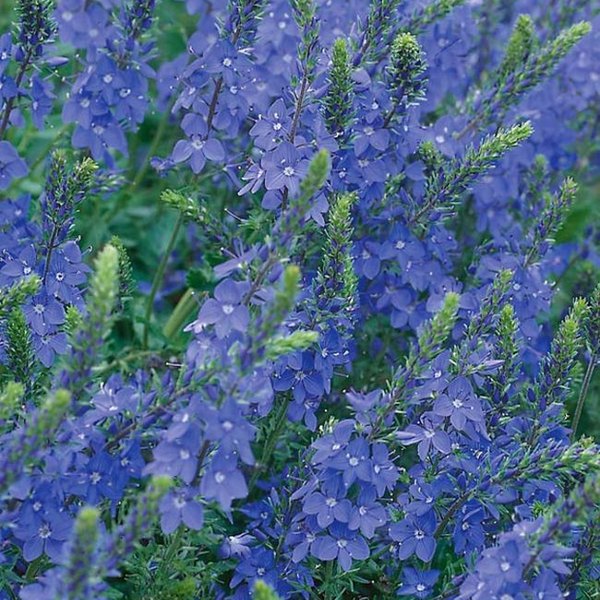 Royal Blue Veronica