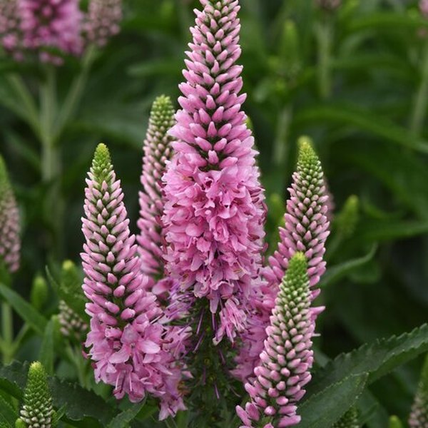 Skyward Pink Veronica