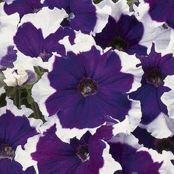 Blue Frost Petunias