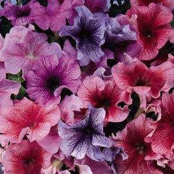 Mix Daddy Petunias