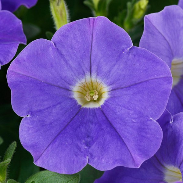 Sky Blue Dreams Petunias