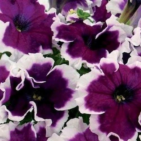 Velvet Frost Petunias