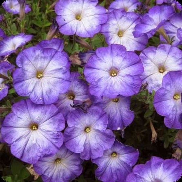 Petunias: Merlin and Tritunia
