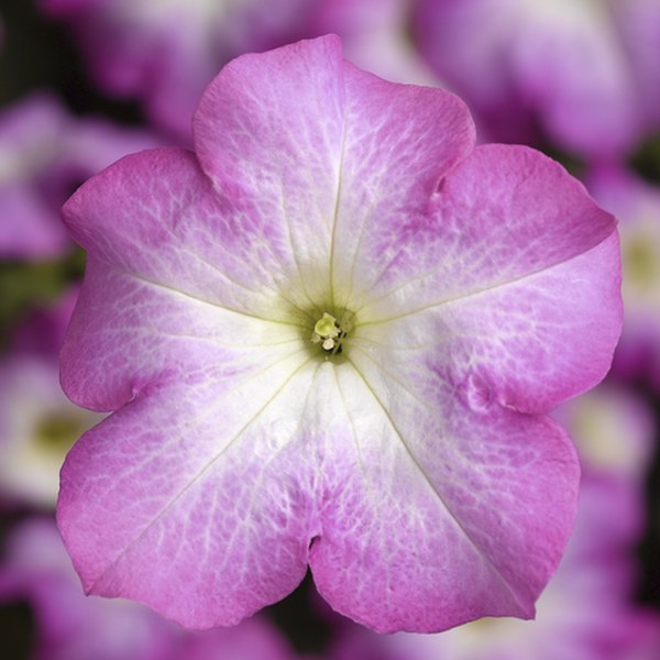 Pink Morn Tritunia Petunias