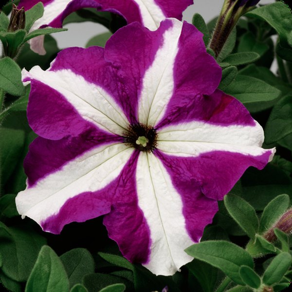 Purple Star Tritunia Petunias