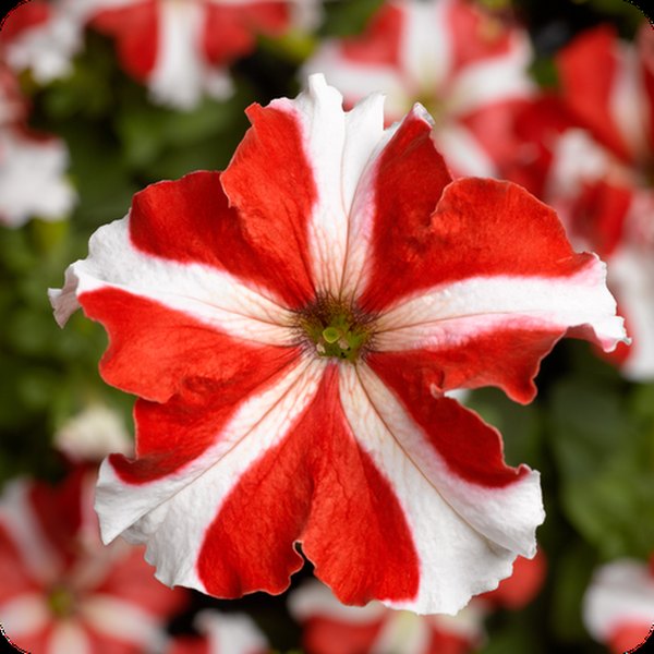 Red Star Tritunia Petunias