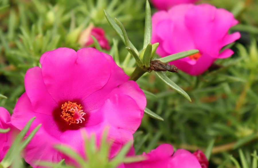Plumbago and Portulaca