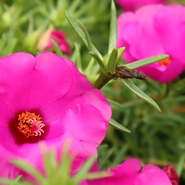 Rose Samba Portulaca