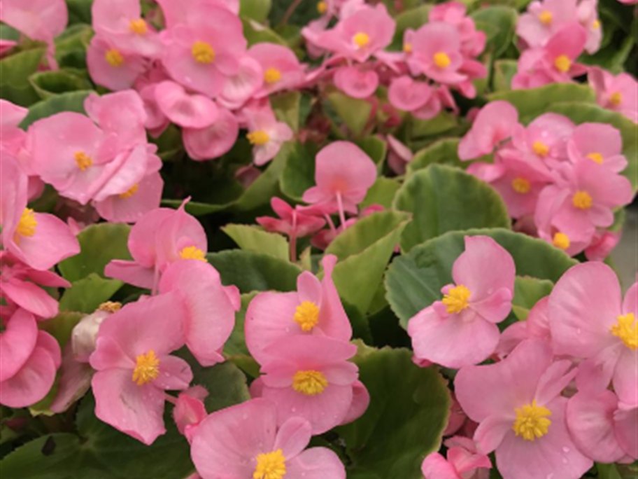 Prelude Green Leaf Begonias