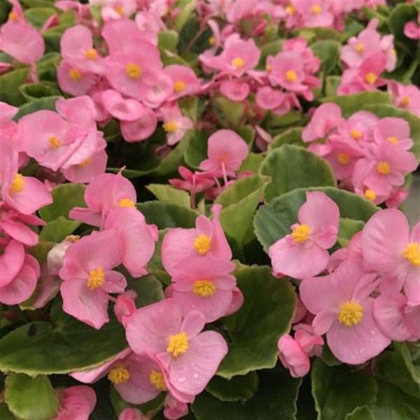 Pink Prelude Green Leaf Begonias