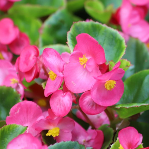 Rose Prelude Green Leaf Begonias