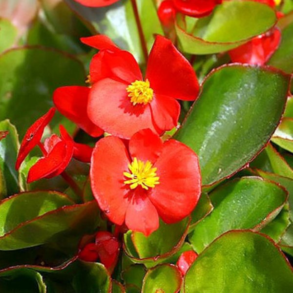 Scarlet Prelude Green Leaf Begonias