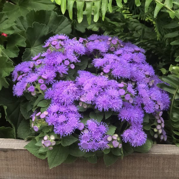 Ageratum, Angelface Angelonia, and Snowstorm Bacopa