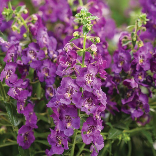 Blue Angelface Angelonia