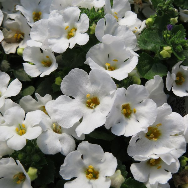 Giant Snowflake Snowstorm Bacopa
