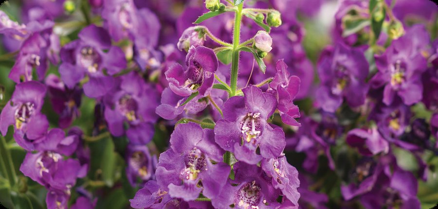 Ageratum, Angelface Angelonia, and Snowstorm Bacopa