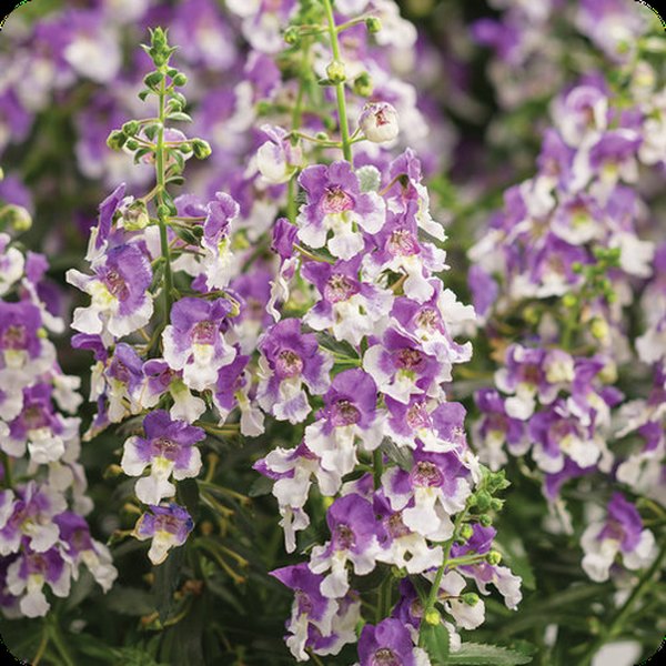 Wedgwood Blue Angelface Angelonia