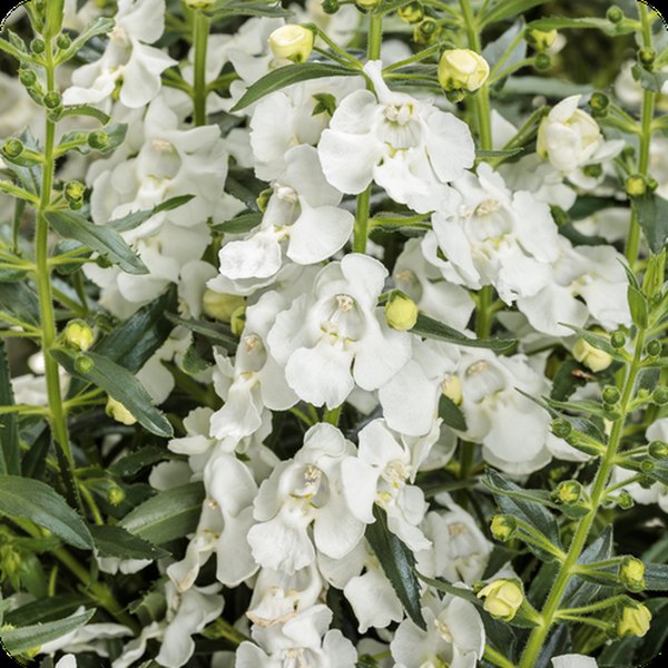 White Angelface Angelonia