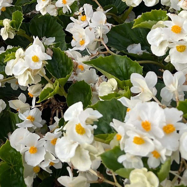 White Surefire Begonia