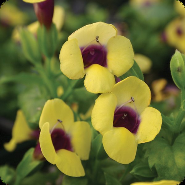 Catalina Torenia