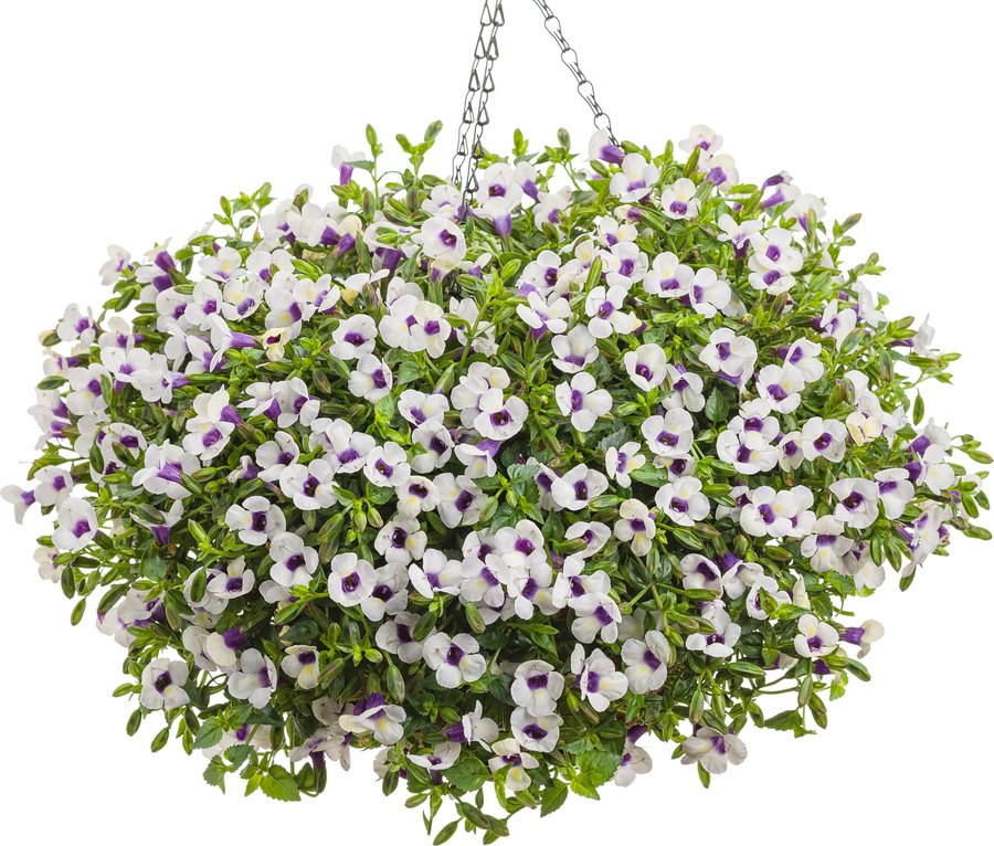 Catalina Torenia