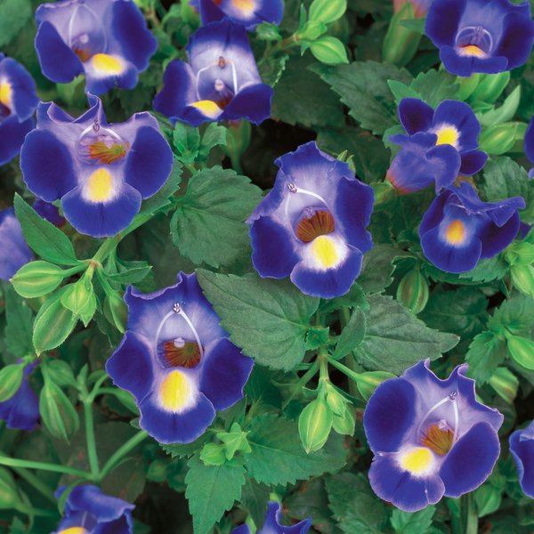 Midnight Blue Catalina Torenia